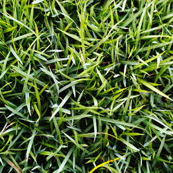 Zoysia japonica Korean Lawngrass, Zoysia Grass seed for sale 