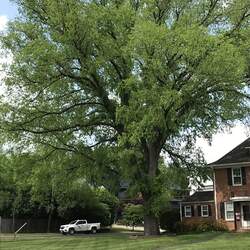 Ulmus americana American Elm seed for sale 