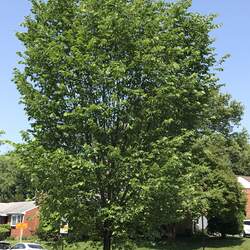 Ulmus americana  'Princeton' American Elm seed for sale 