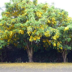 Cassia fistula Golden Shower seed for sale 