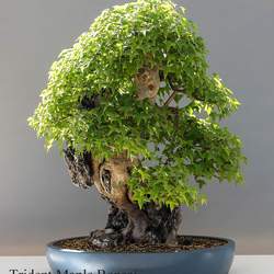 Acer buergerianum Trident Maple seed for sale 