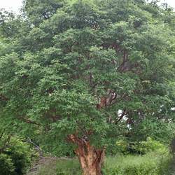 Acer griseum     dewinged Paperbark Maple seed for sale 