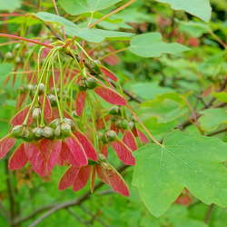 Acer hyrcanum Balkan Maple, Hyrcanum Maple seed for sale 