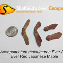 Acer palmatum matsumurae  Ever Red  fresh/green seed Ever Red Japanese Maple seed for sale 