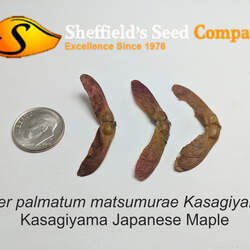 Acer palmatum matsumurae  Kasagiyama  fresh/green seed Kasagiyama Japanese Maple seed for sale 