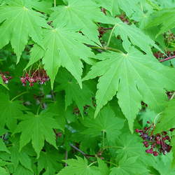 Acer sieboldianum     fresh/green seed Siebold Maple seed for sale 