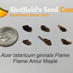 Acer tataricum   Flame Flame Amur Maple seed for sale 