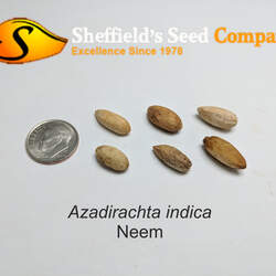 Azadirachta indica Neem, Village Pharmacy, Nature's Drugstore, Heal All, Divine Tree seed for sale 