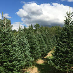 Abies balsamea    Nova Scotia Balsam Fir seed for sale 