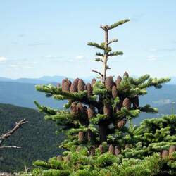 Abies balsamea    New Hampshire Blundell Blue Balsam Fir, New Hampshire Blue seed for sale 