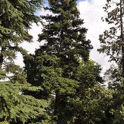 Abies borisii-regis King Boris Fir, Bulgarian Fir seed for sale 