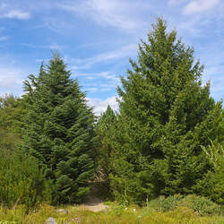 Abies cephalonica Greek Fir seed for sale 