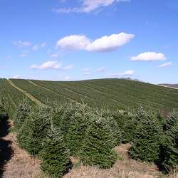 Abies fraseri    VA, Mt. Rogers Fraser Fir, Fraser's Fir seed for sale 