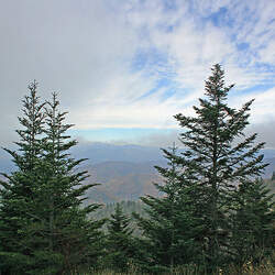 Abies fraseri    NC, Roan Mt. Fraser Fir, Fraser's Fir seed for sale 