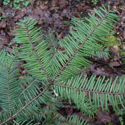 Abies grandis    Inland Ecotype Grand Fir, Giant Fir, Clearwater Grand Fir seed for sale 