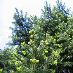 Abies holophylla Needle Fir, Manchurian Fir seed for sale 