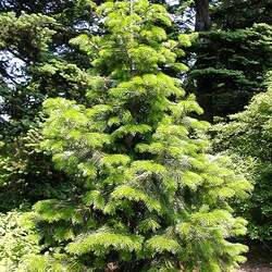 Abies pindrow Silver Fir, Pindrow Fir, West Himalayan Fir seed for sale 