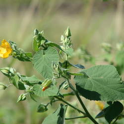 Abutilon grandifolium Hairy Indian Mallow seed for sale 