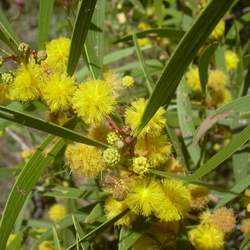 Acacia confusa Small Philippine Acacia seed for sale 