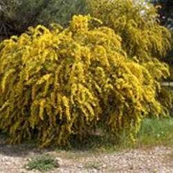 Acacia cyanophylla Orange Wattle, Blue-leaved Wattle, Coojong, Golden Wreath Wattle, Western Australian Golden Wattle, Port Jackson Willow seed for sale 