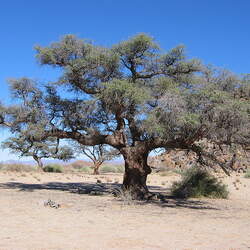 Acacia erioloba Camelthorn, Camel Thorn, Giraffe Thorn, Kameeldoring, Mokala seed for sale 