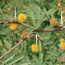 Acacia farnesiana Sweet Acacia, Mealy Wattle, Needle Bush seed for sale 