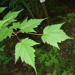 Acer barbinerve Bearded Maple seed for sale 