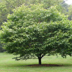 Acer carpinifolium Hornbeam Maple, Zig-Zag Tree seed for sale 