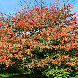 Acer cissifolium Ivy-leaved Maple, Vine-leaved Maple seed for sale 