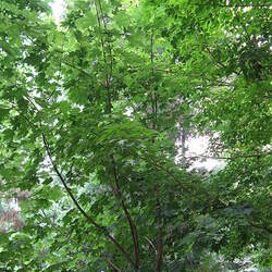 Acer diabolicum Devil Maple seed for sale 