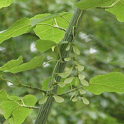 Acer davidii    China Hers's Maple seed for sale 