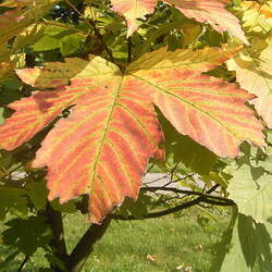 Acer heldreichii Balkan Maple, Greek Maple, Heldreich's Maple seed for sale 