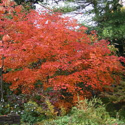 Acer japonicum  aconitifolium   dry seed Fern-leaved Full-Moon Maple, Downy Japanese Maple seed for sale 