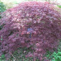 Acer palmatum matsumurae  Ornatum  fresh/green seed Seiryu Laceleaf Japanese Maple seed for sale 