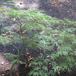 Acer palmatum   Seiryu Seiryu Japanese Maple, Upright Laceleaf Japanese Maple seed for sale 