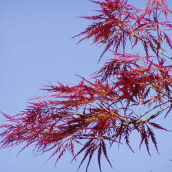 Acer palmatum matsumurae  Atropurpureum dissectum  fresh/green seed Red Lace-leaf Japanese Maple seed for sale 