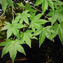 Acer palmatum     small seeded, dewinged Japanese Maple, Small Seeded Japanese Maple seed for sale 