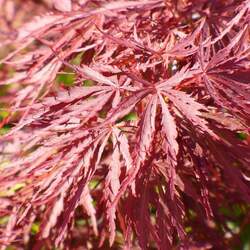 Acer palmatum amoenum  Atrolineare  dry seed Atrolineare Japanese Maple, Ribbonleaf Japanese Maple seed for sale 