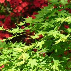 Acer palmatum amoenum  Ichigyoji  dry seed Ichigyoji Japanese Maple seed for sale 