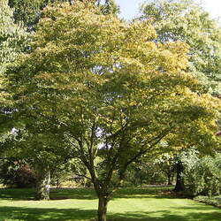 Acer palmatum amoenum  Osakazuki  dry seed Osakazuki Japanese Maple seed for sale 