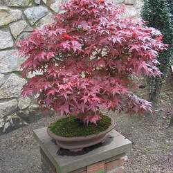 Acer palmatum amoenum  Shojo  dry seed Shojo Japanese Maple seed for sale 