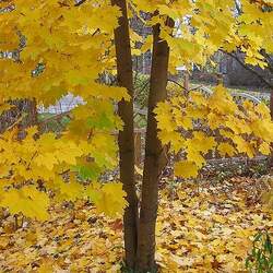 Acer platanoides     dewinged Norway Maple seed for sale 