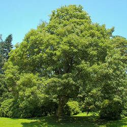 Acer pseudoplatanus Sycamore Maple seed for sale 