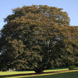 Acer pseudoplatanus   Purpurascens Purpurascens Sycamore Maple seed for sale 