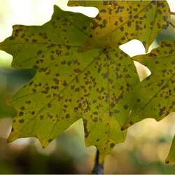 Acer saccharum floridanum Southern Sugar Maple, Florida Maple seed for sale 