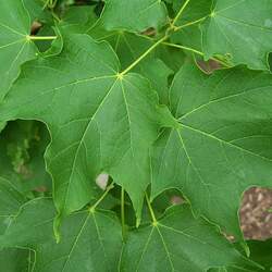 Acer saccharum leucoderme Chalk Maple seed for sale 