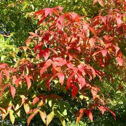 Acer triflorum Three Flowered Maple, Roughbark Maple seed for sale 