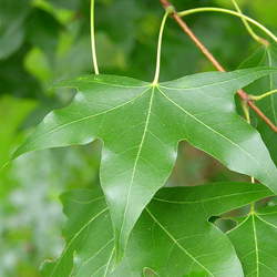 Acer truncatum Shantung Maple, Purpleblow Maple, Shandong Maple seed for sale 