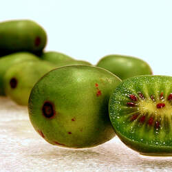 Actinidia arguta Tara Vine, Hardy Kiwi, Bower Actinidia, Kiwi Berry seed for sale 