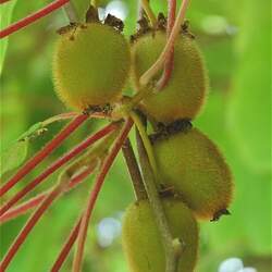 Actinidia chinensis Kiwi, Kiwi Fruit, Chinese Gooseberry seed for sale 